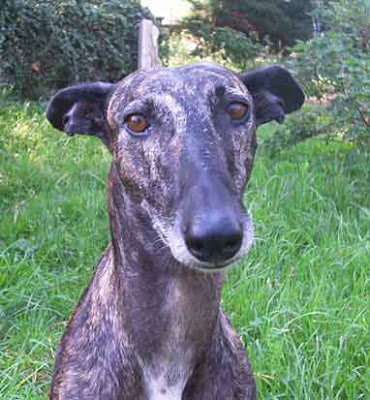 Galgo%252003.jpg