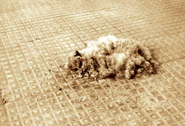 gato-muerto.jpg