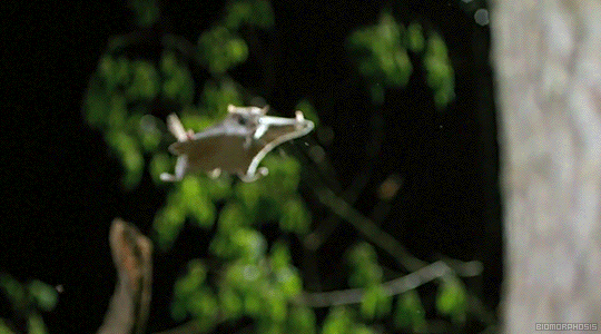 tumblr_o0zmuqwehV1rpe379o3_540.gifv