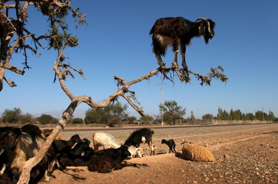 cabras+arbol.jpg