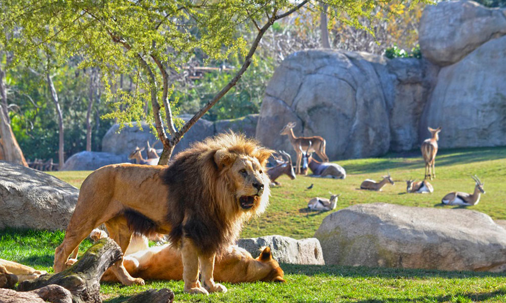 Bioparc1.jpg