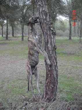 galgo01.jpg