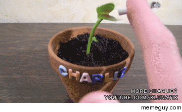 my-awesome-venus-flytrap-plant-110617.gif