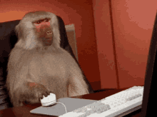 monkey-computer.gif