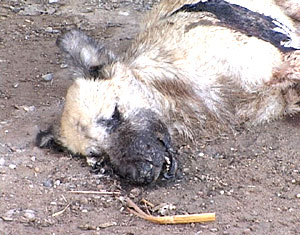 Dead-dog-cuGAL.jpg