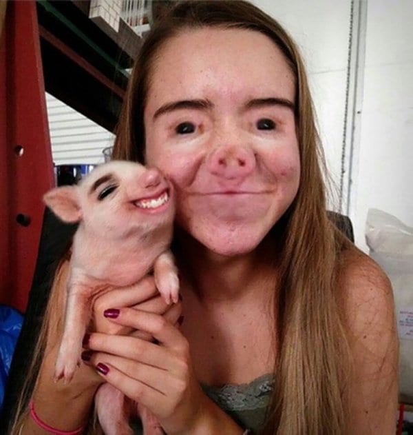 face-swaps-pig.jpg
