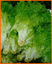 lechuga3.jpg