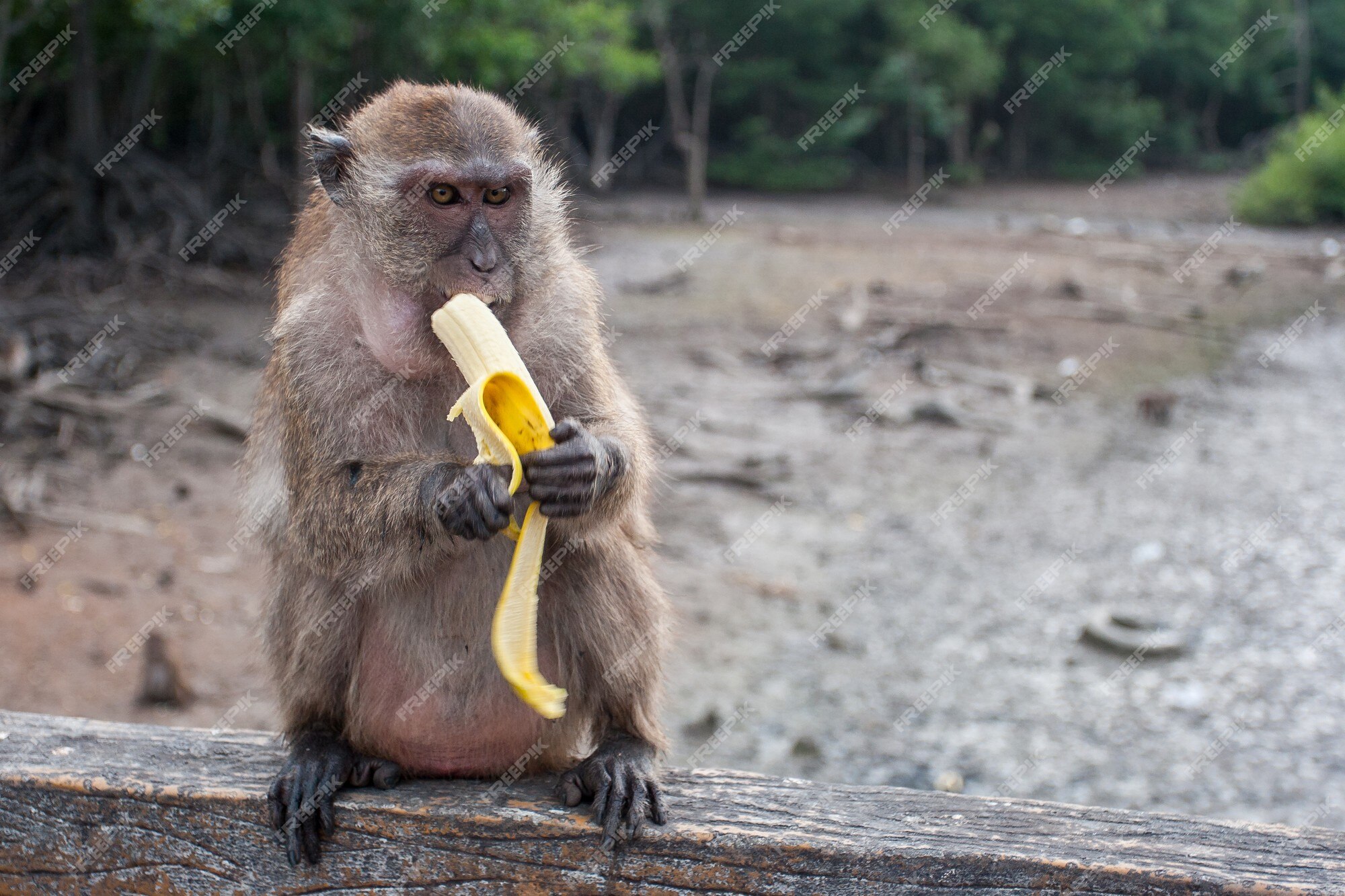 mono-macaco-divertido-come-platano-sentado-barandilla_337410-178.jpg